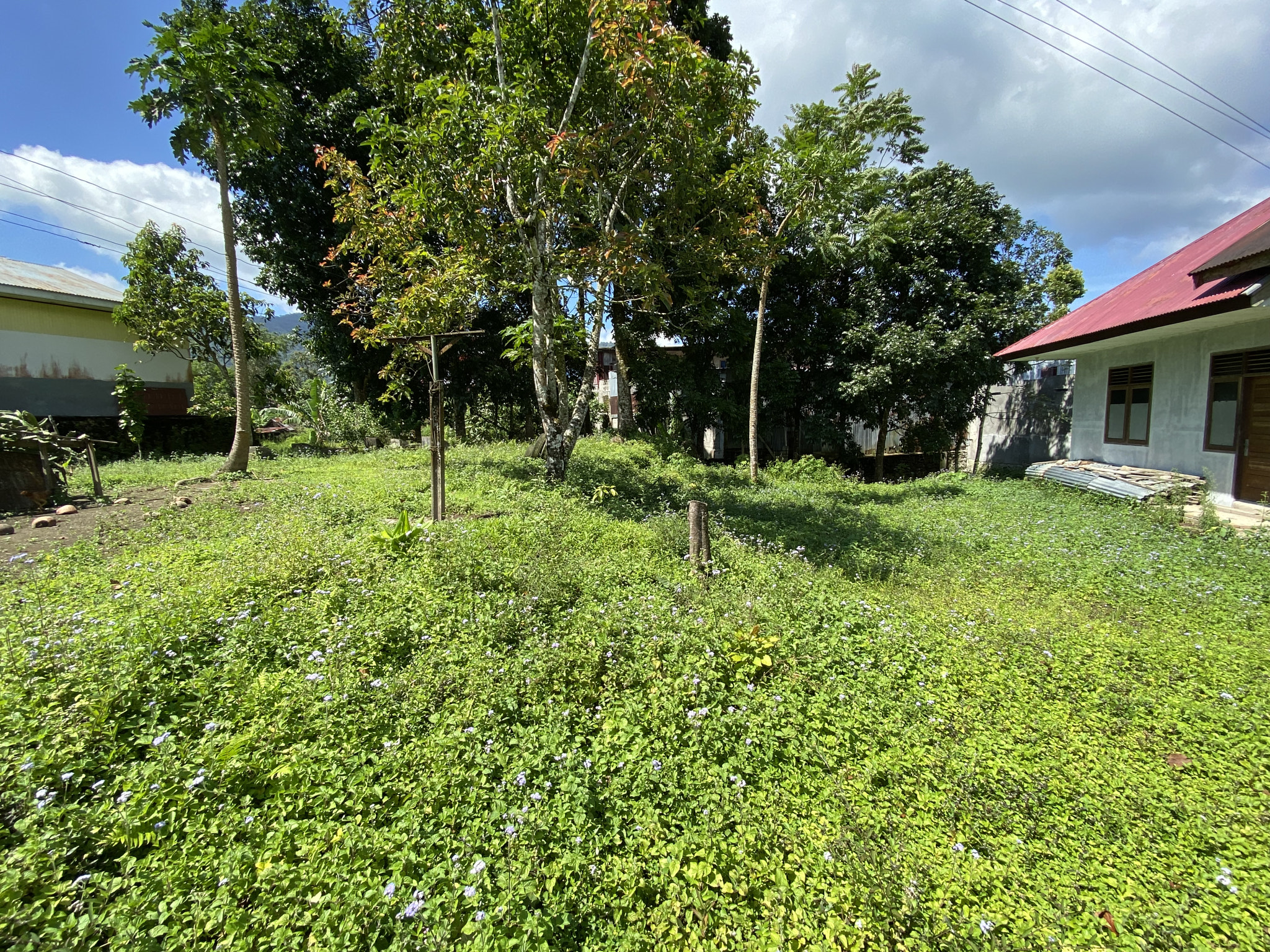 Grass