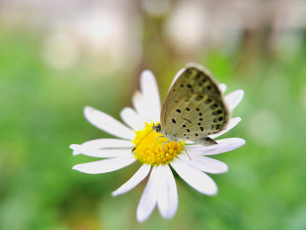 Butterfly on Daisy Representing Delicacy and Natural Harmony