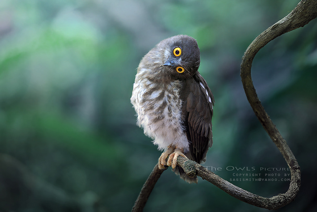 Brown Hawk Owl by Sompob Sasismit on 500px.com