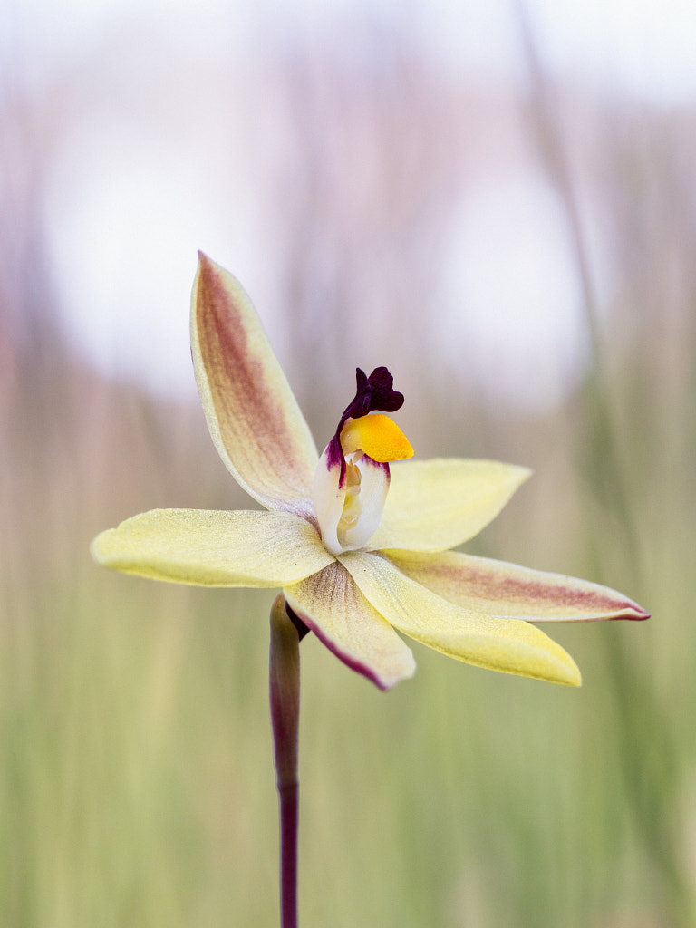 Lemon Scented Sun Orchid by Paul Amyes on 500px.com