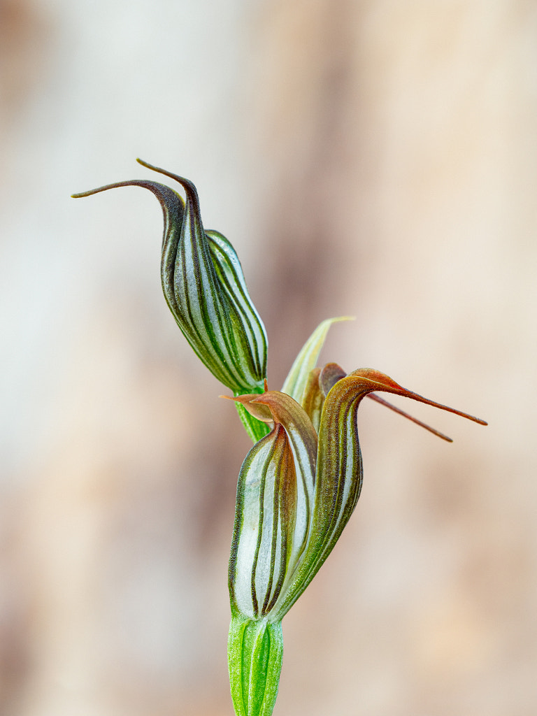 Jug Orchid by Paul Amyes on 500px.com