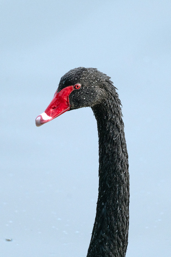 Maali by Paul Amyes on 500px.com