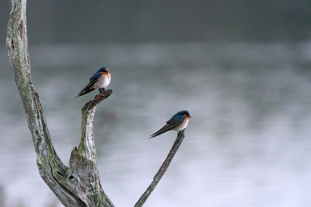 Kanamit by Paul Amyes on 500px.com