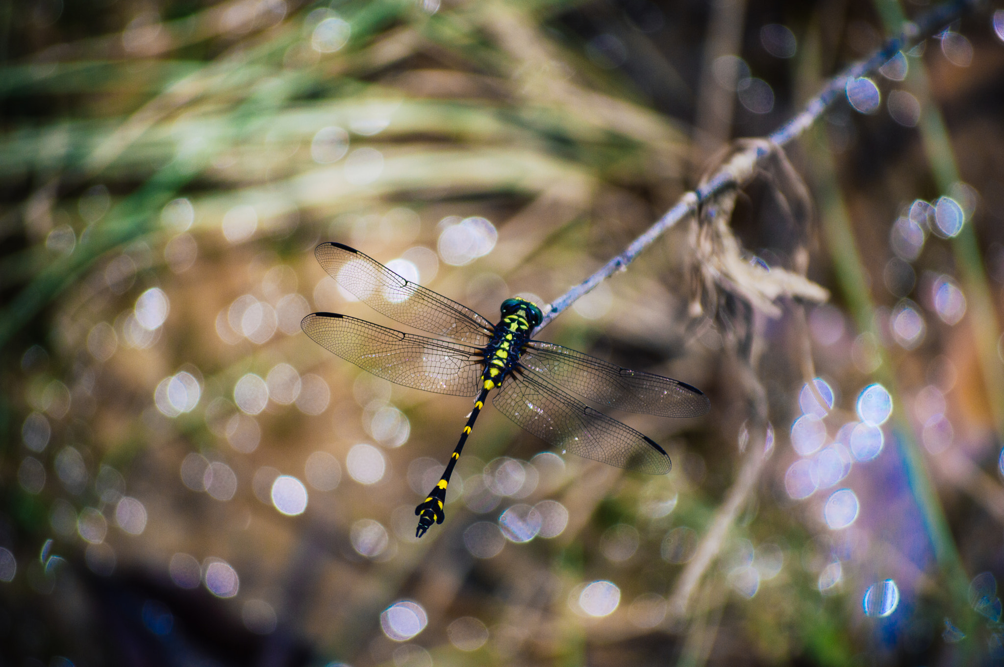 Dragons and butterflies