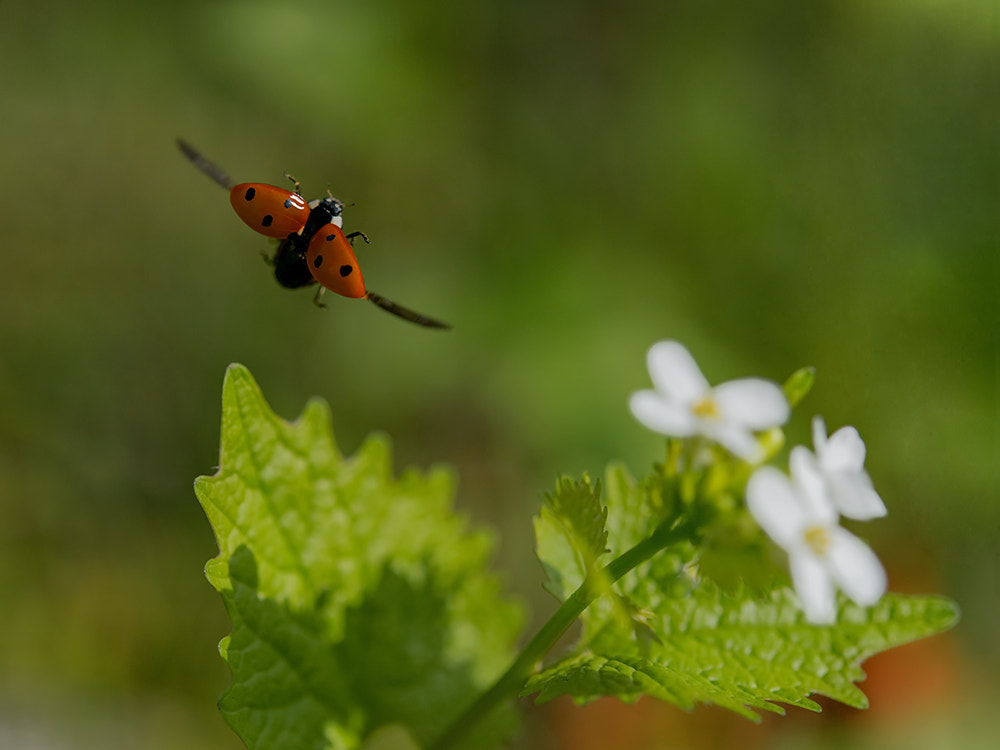 Ladybug in flight