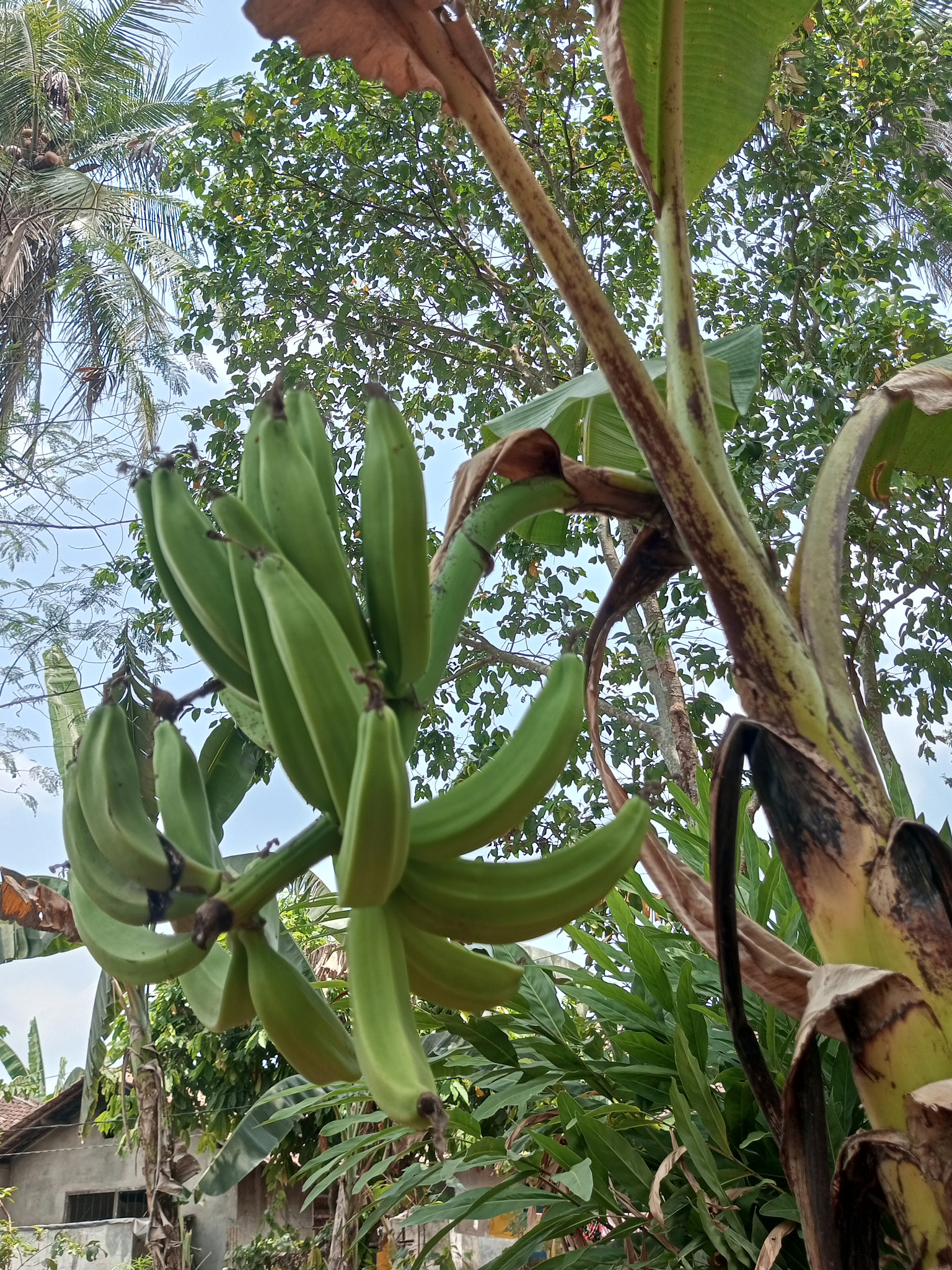 unripe bananas