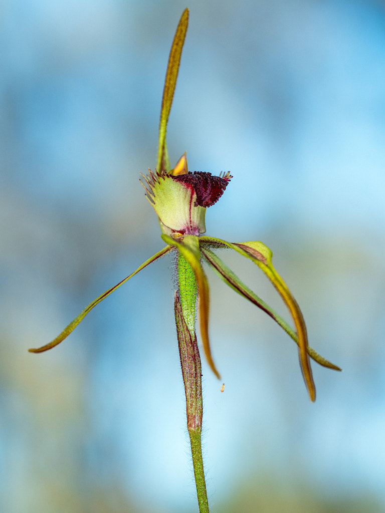 Clubbed Spider Orchid by Paul Amyes on 500px.com