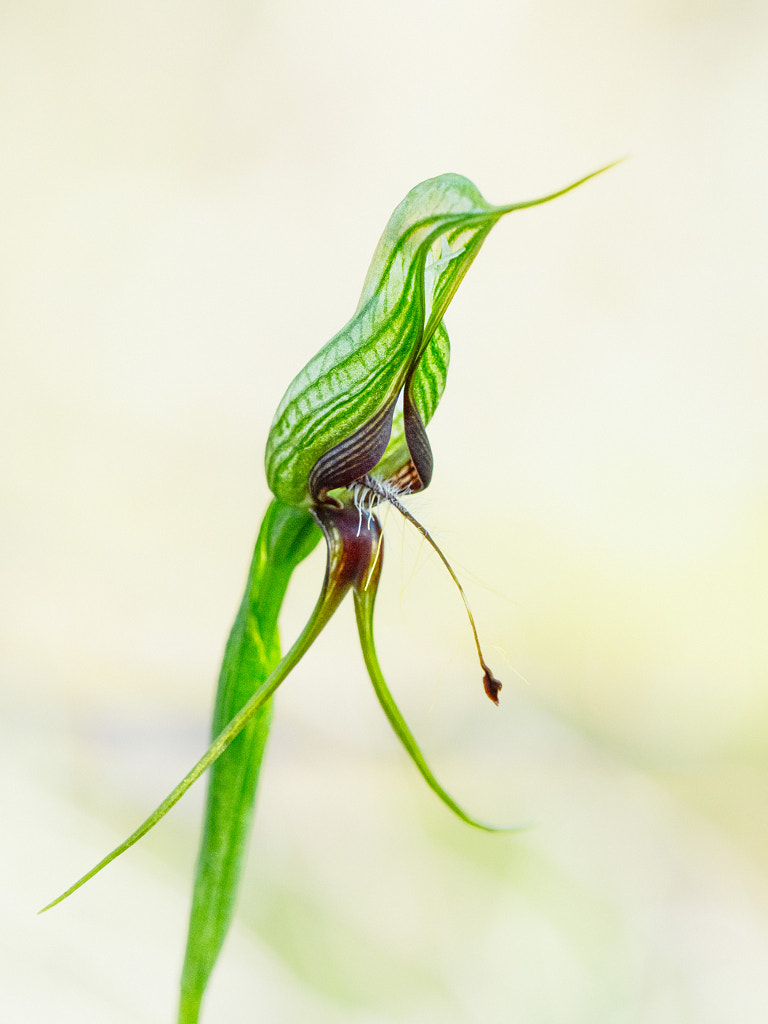 Bird Orchid by Paul Amyes on 500px.com