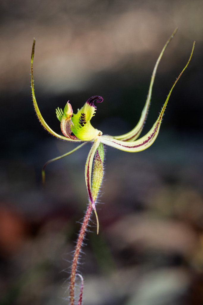 Fringed Mantis Orchid by Paul Amyes on 500px.com