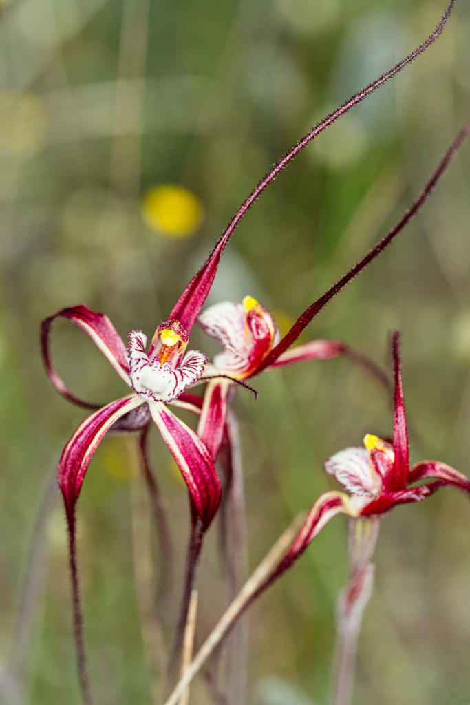 Chapman's Spider Orchid by Paul Amyes on 500px.com