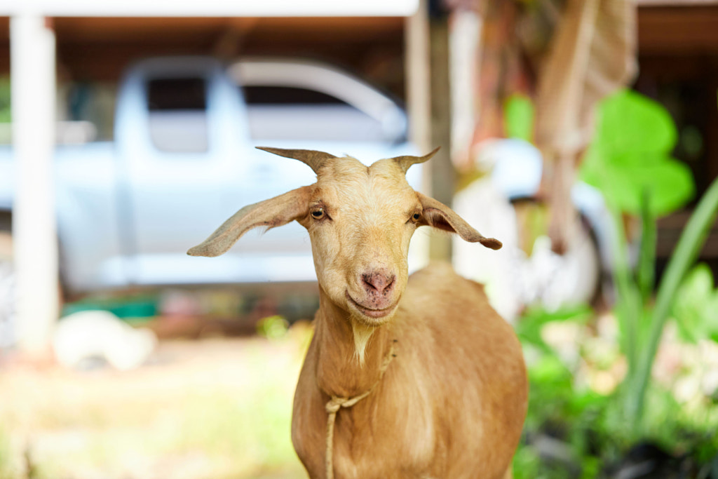 Portrait of goat standing on field by Anucha Muphasa on 500px.com