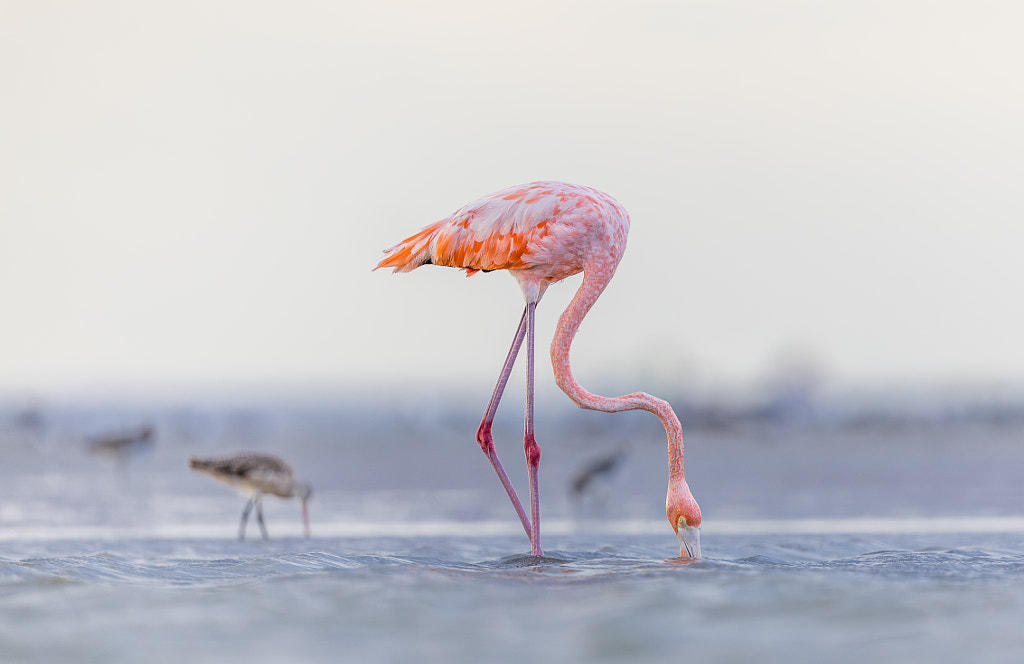 Flamingo by Andy Glogower on 500px.com