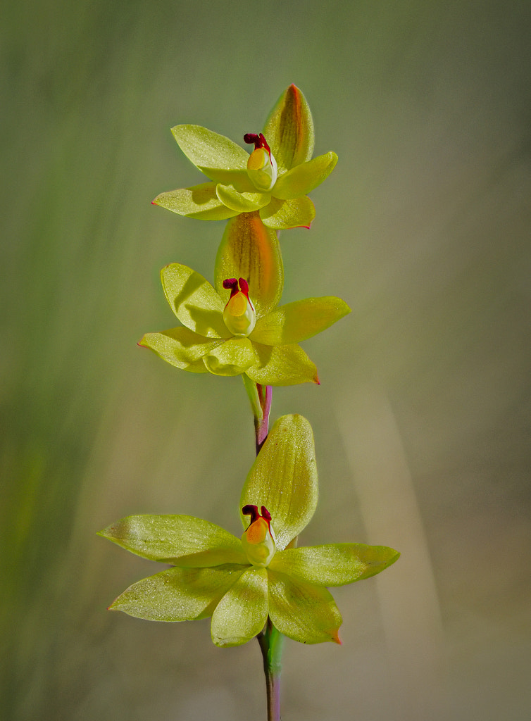 Lemon-Scented Sun Orchid by Paul Amyes on 500px.com