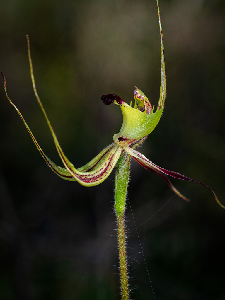 Forest Mantis Orchid by Paul Amyes on 500px.com