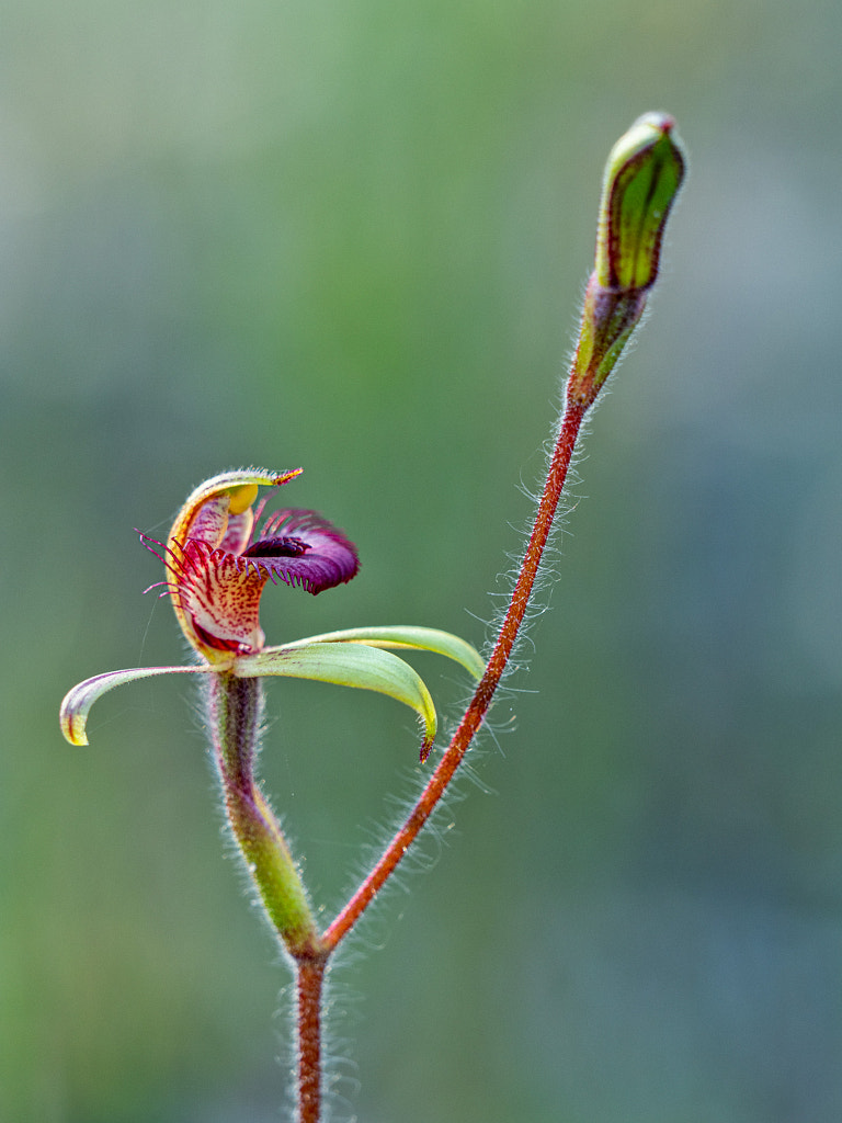 Dancing Spider Orchid by Paul Amyes on 500px.com