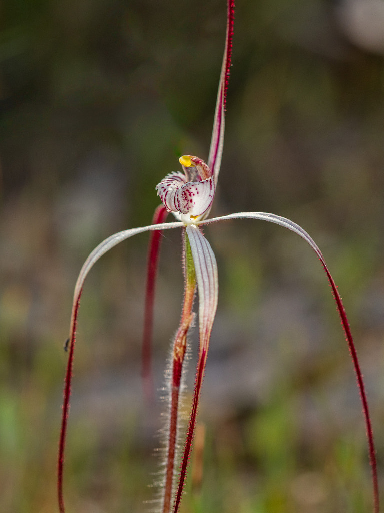 Talbot's Spider Orchid by Paul Amyes on 500px.com