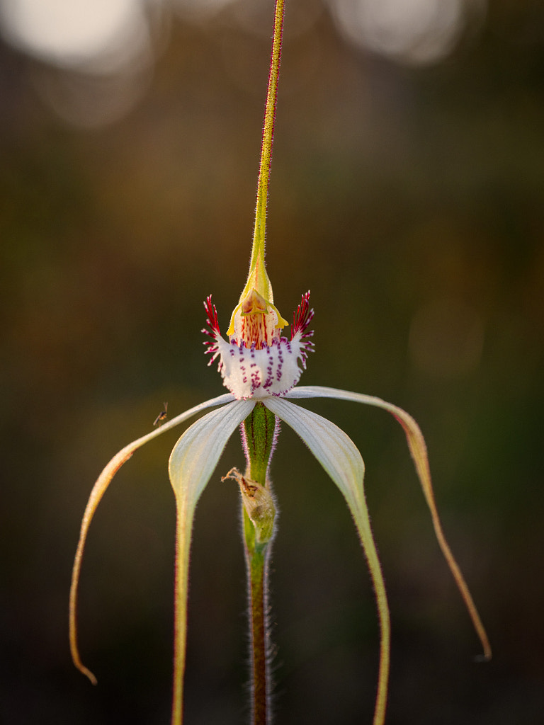 White Spider Orchid by Paul Amyes on 500px.com