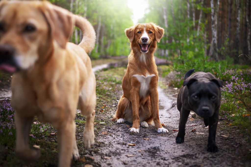 Good dog by Jagoda Matejczuk on 500px.com