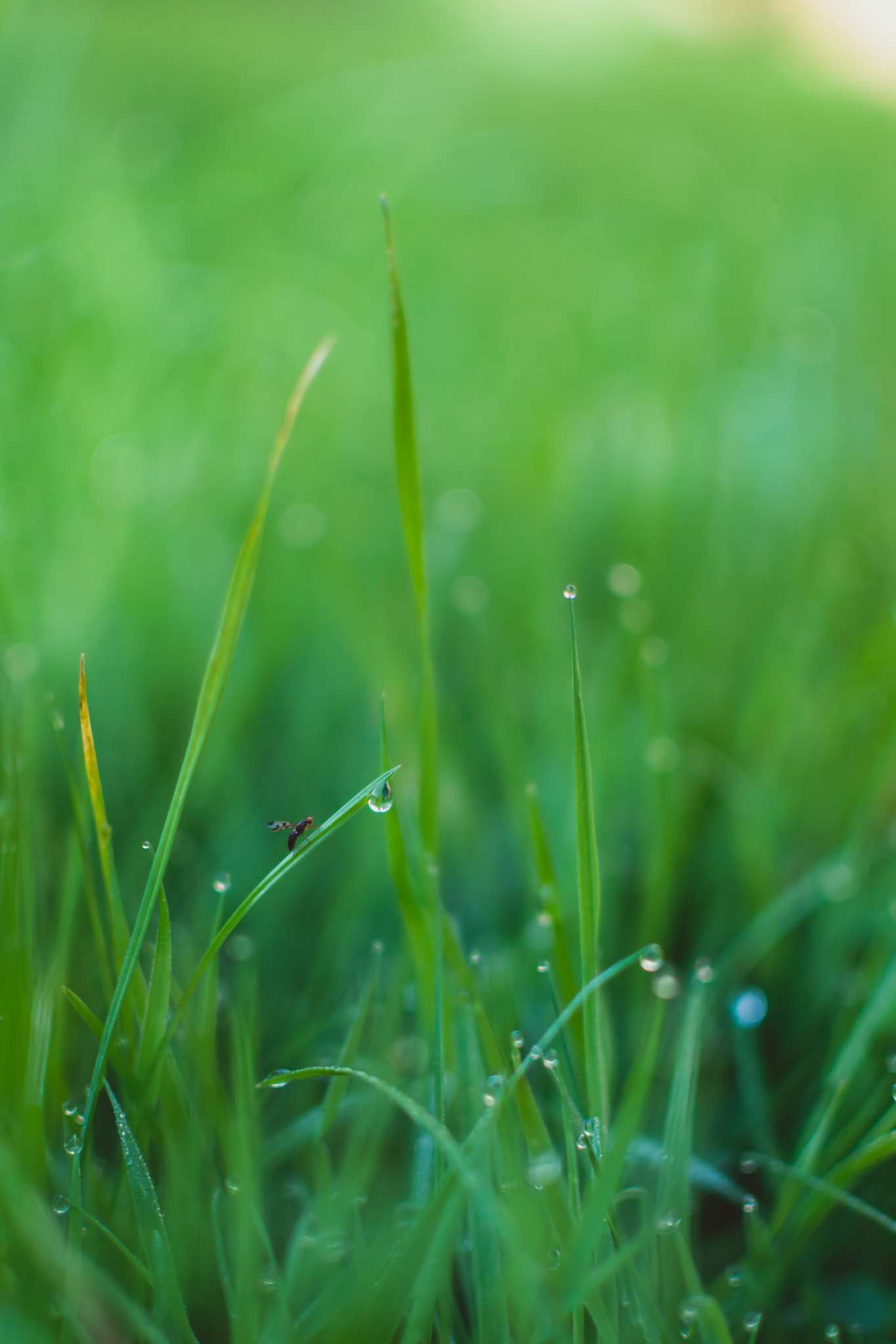 Macro picture of fresh green grass with small water drops and small fly