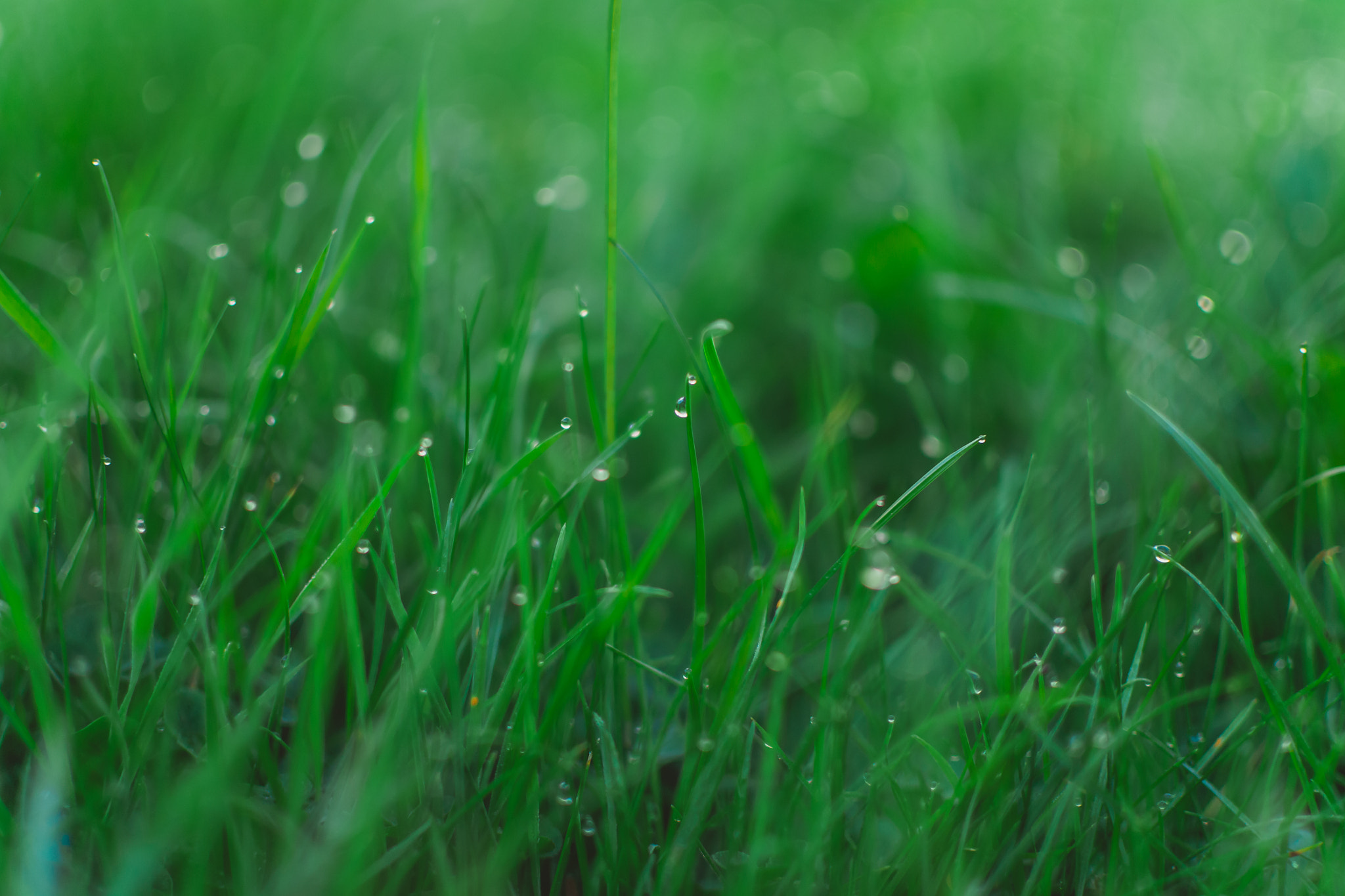 Macro picture of dew drops on grass as background