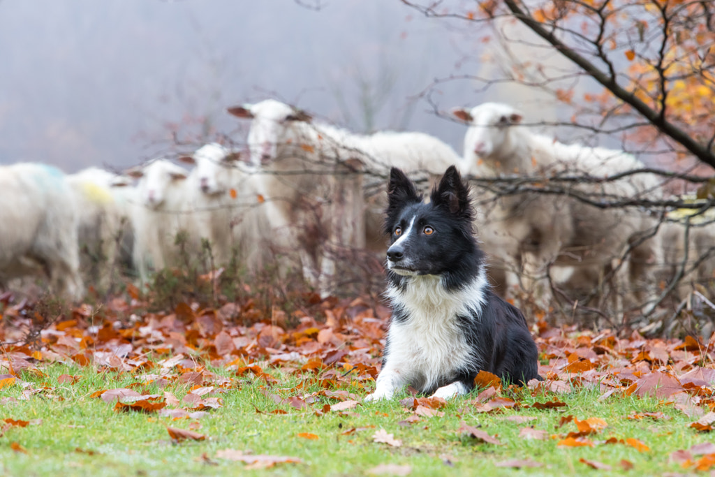 Protecting the herd by Peter van Haastrecht on 500px.com