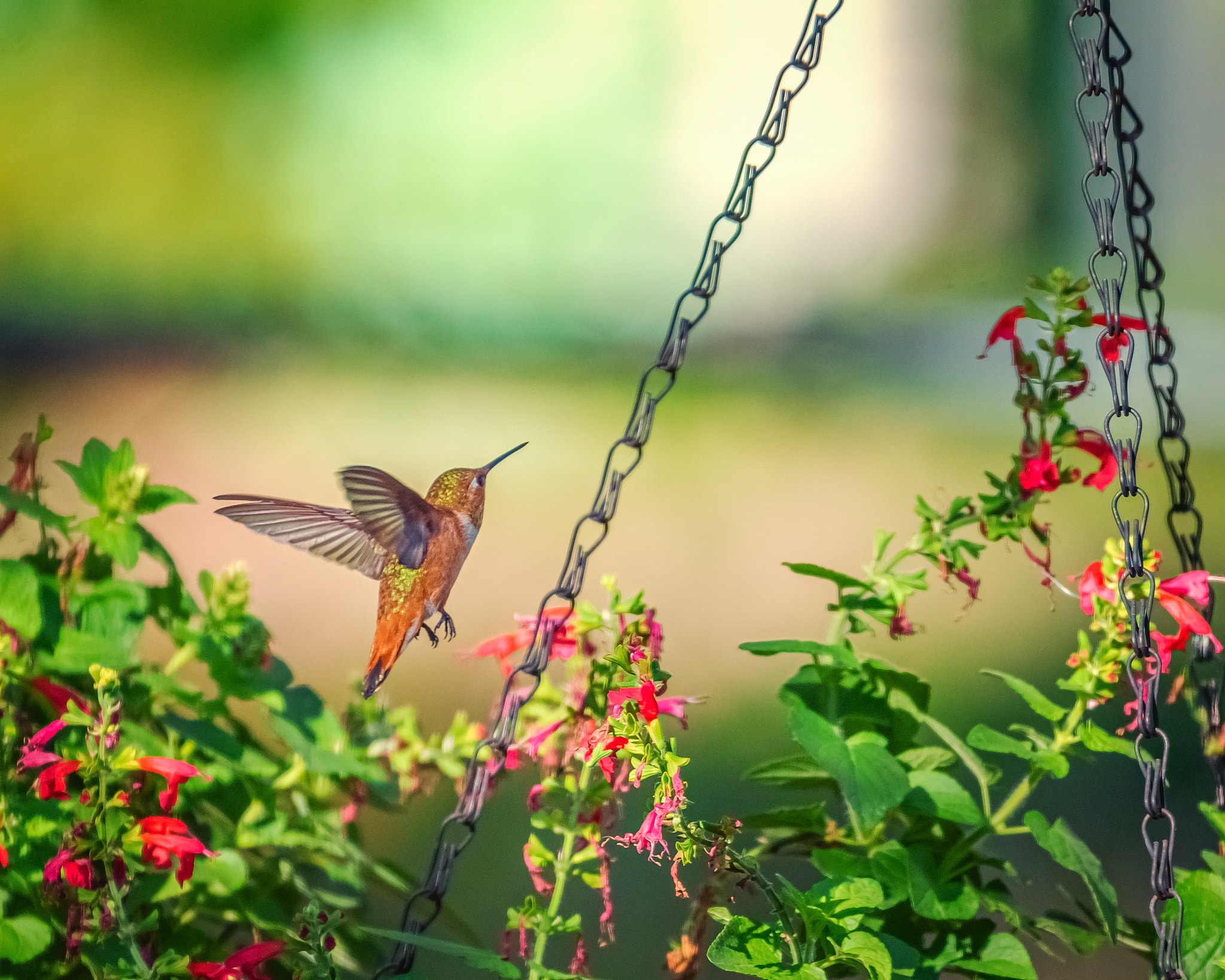 Rufous Hummingbird on Red Salvia