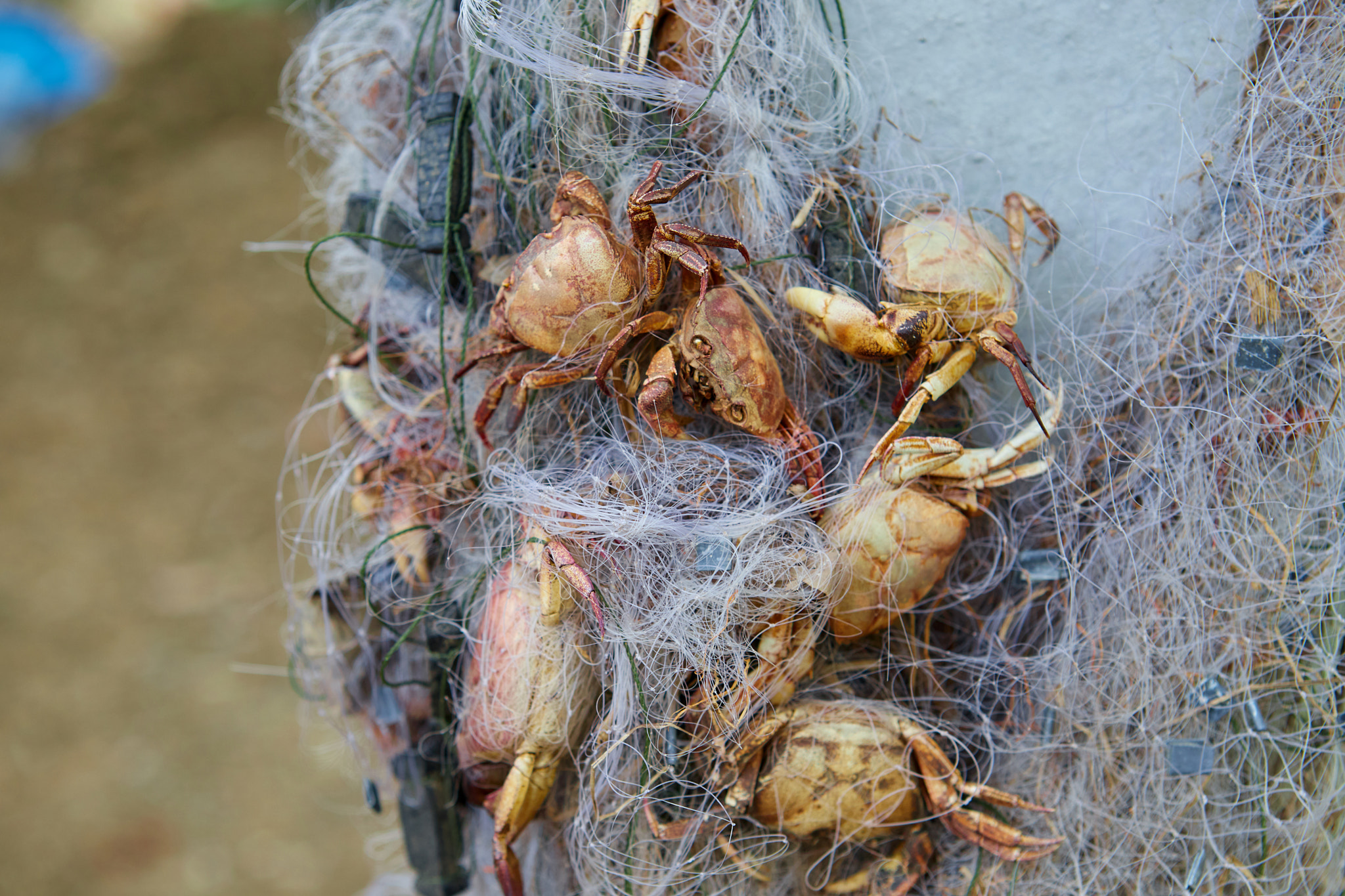 The corpse of death crab stuck on fishing net 