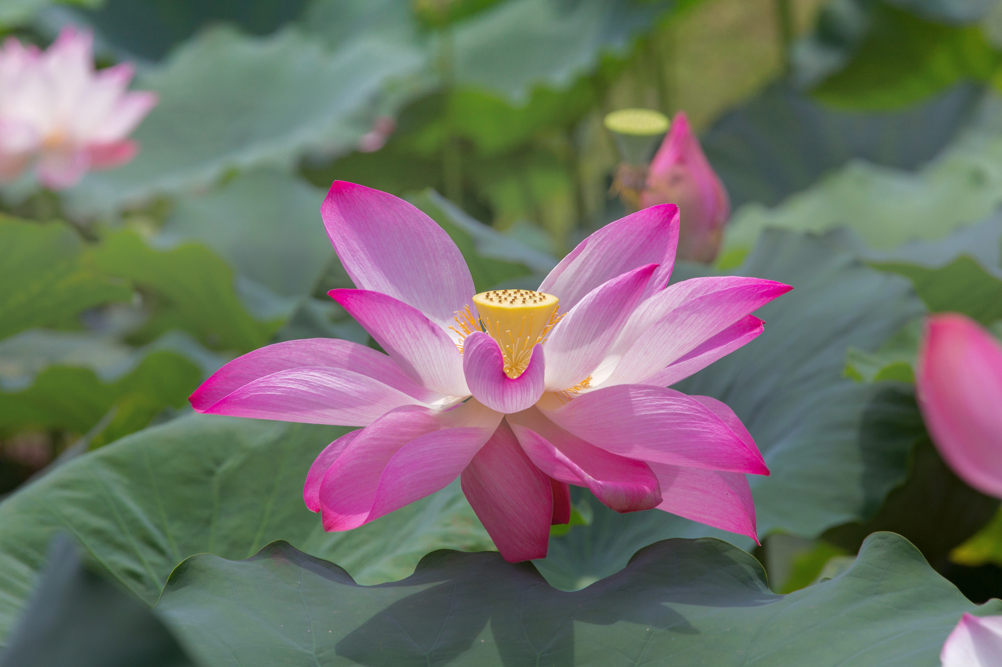 Graceful Lotus.