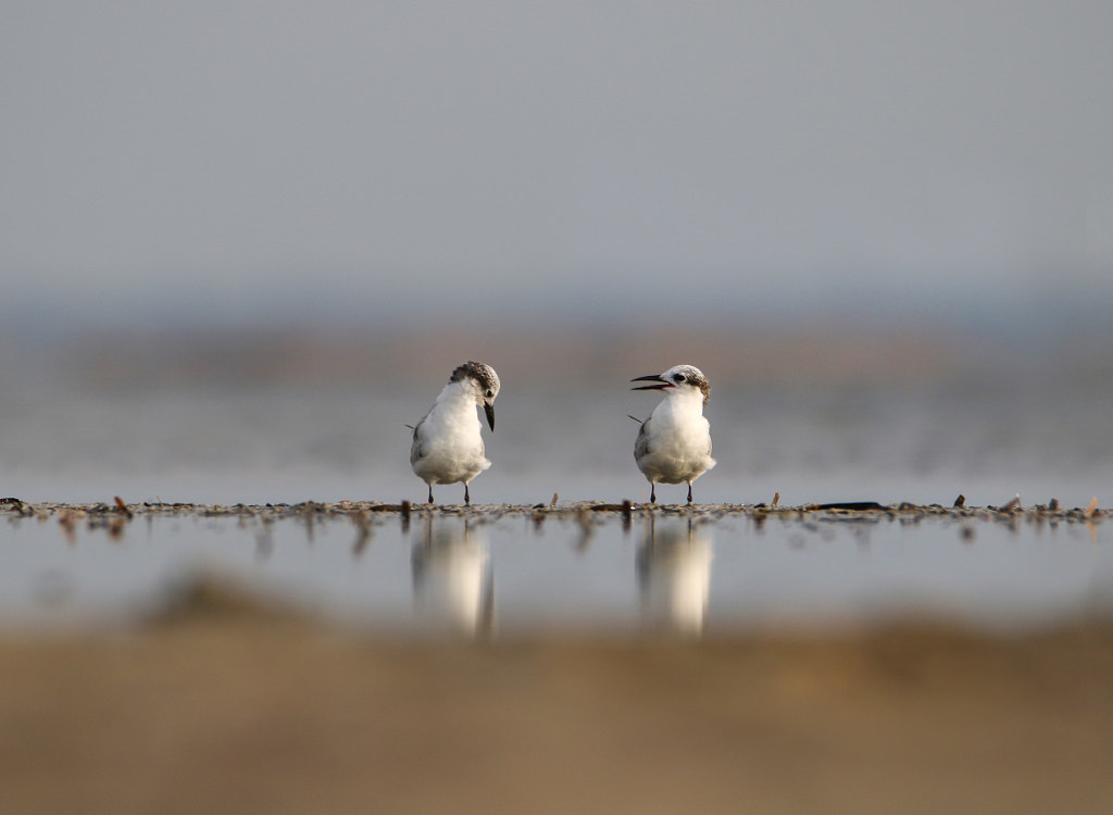 Two seagulls on the beach by Sulakkhana Chamara on 500px.com