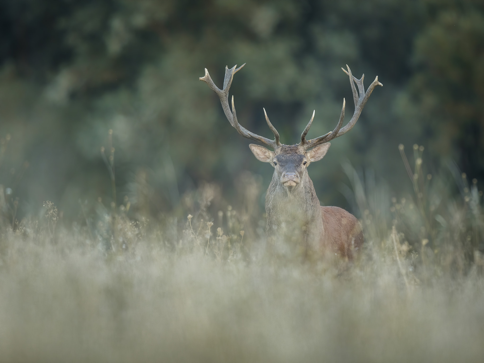red deer in the rut