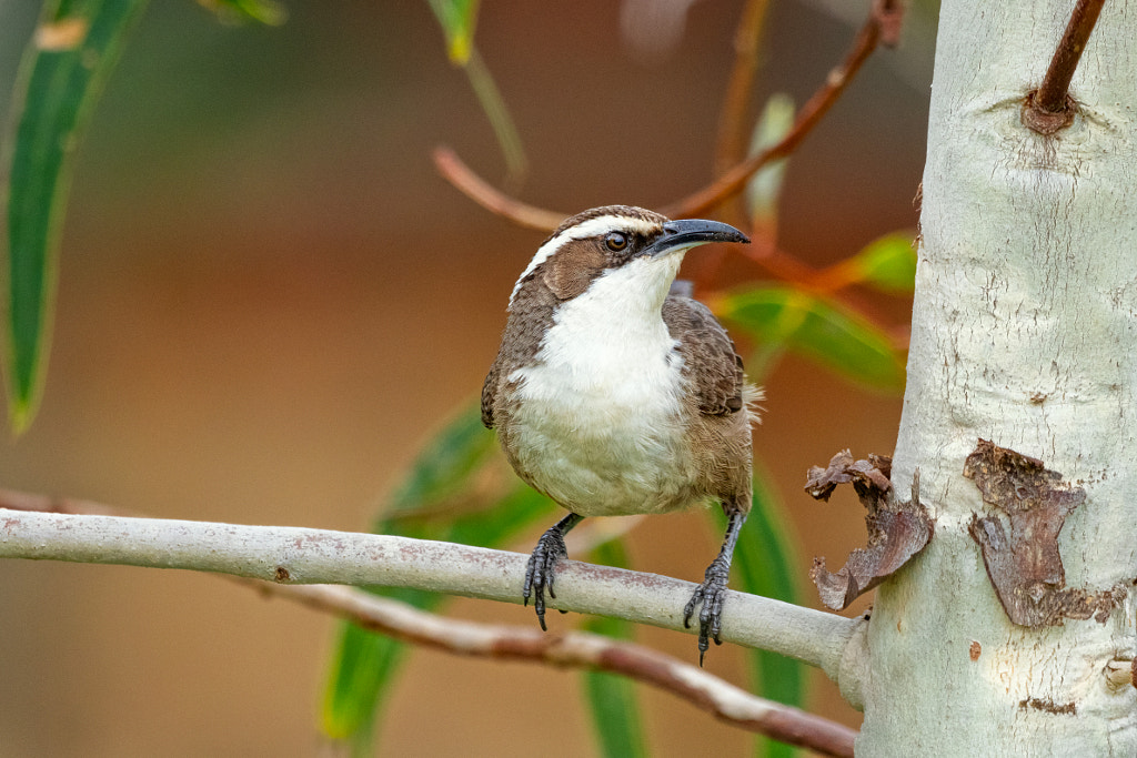 Ngowan by Paul Amyes on 500px.com
