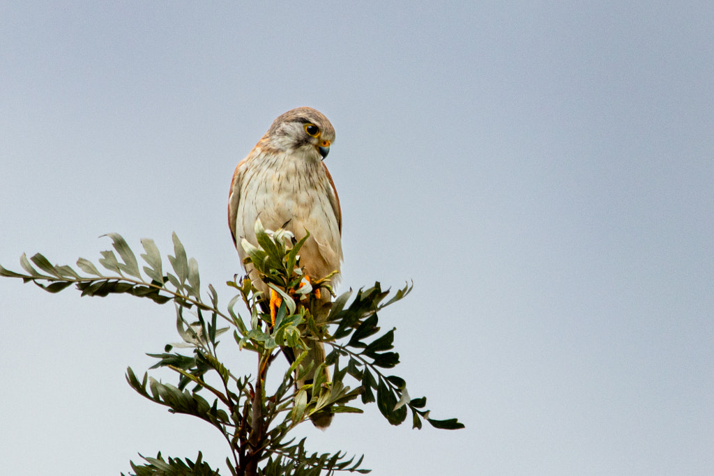 Mardiyet by Paul Amyes on 500px.com