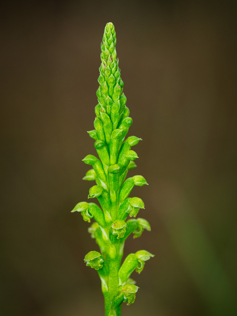 Common Mignnonette Orchid by Paul Amyes on 500px.com