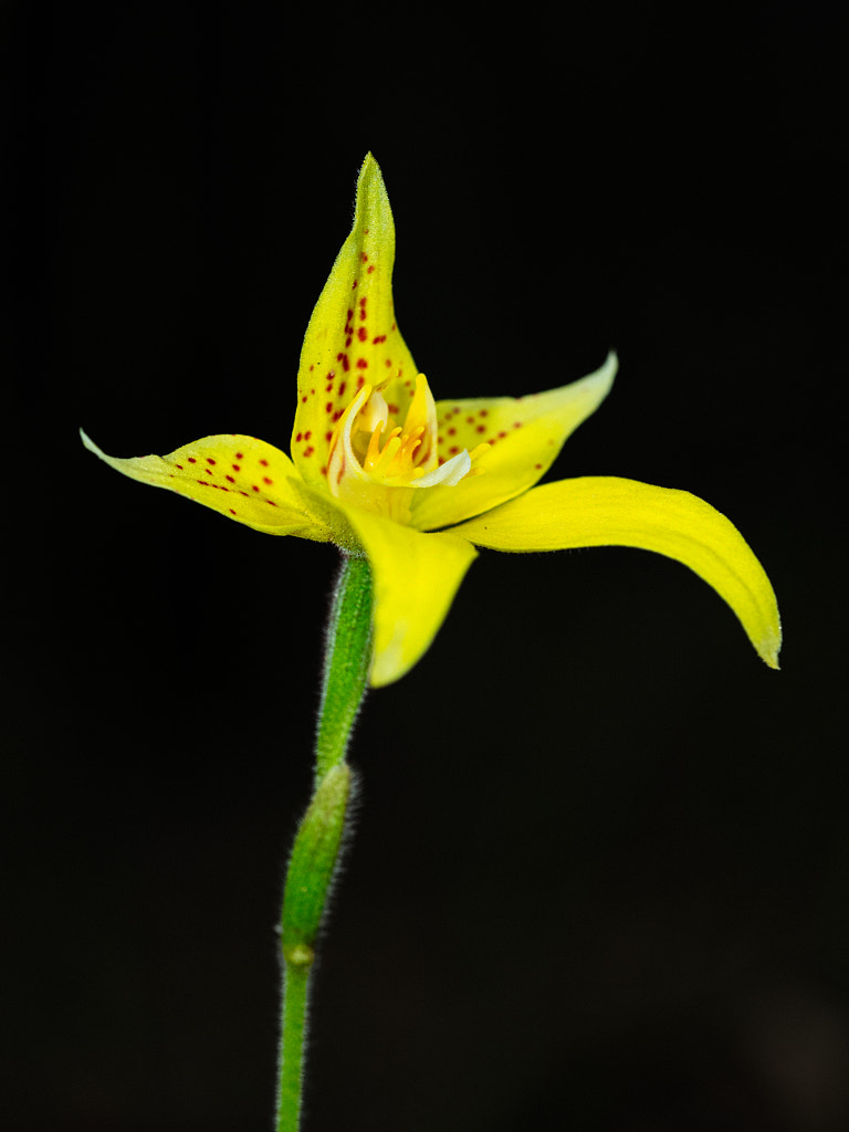 Cowslip Orchid by Paul Amyes on 500px.com