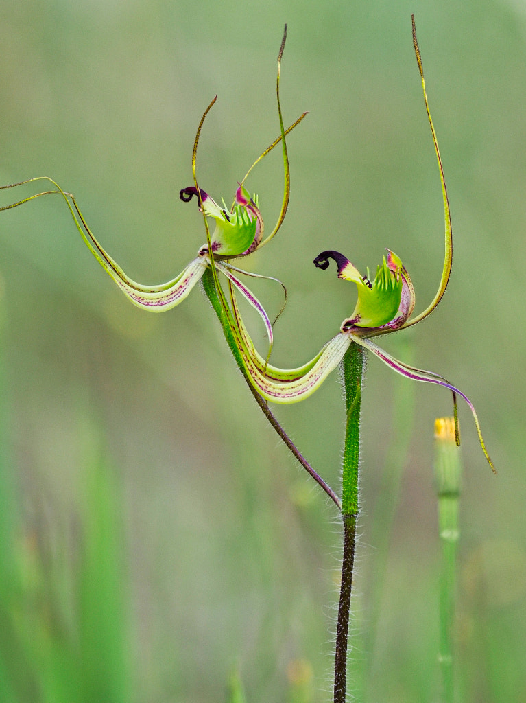 Forest Mantis Orchid by Paul Amyes on 500px.com