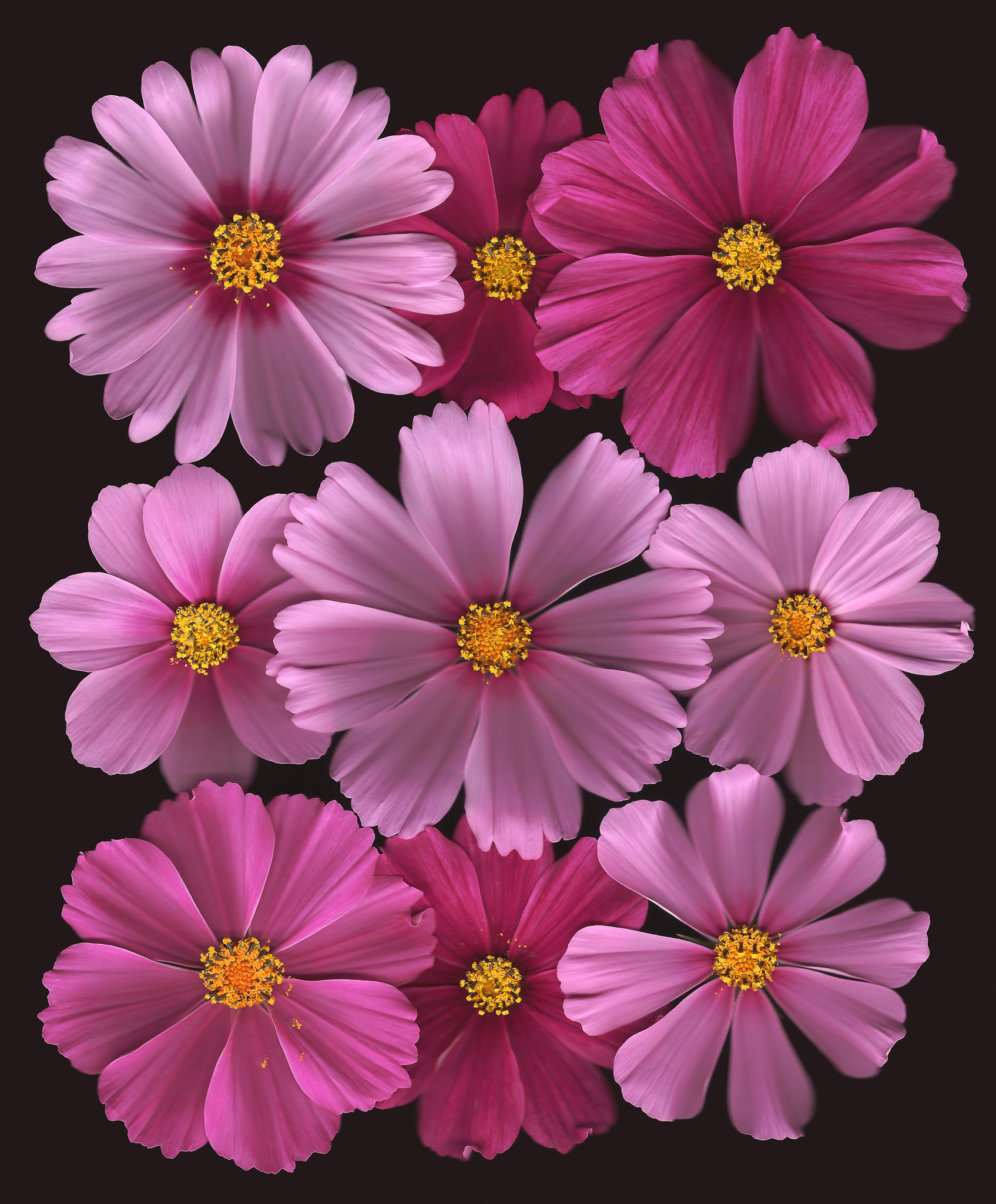 Cosmos