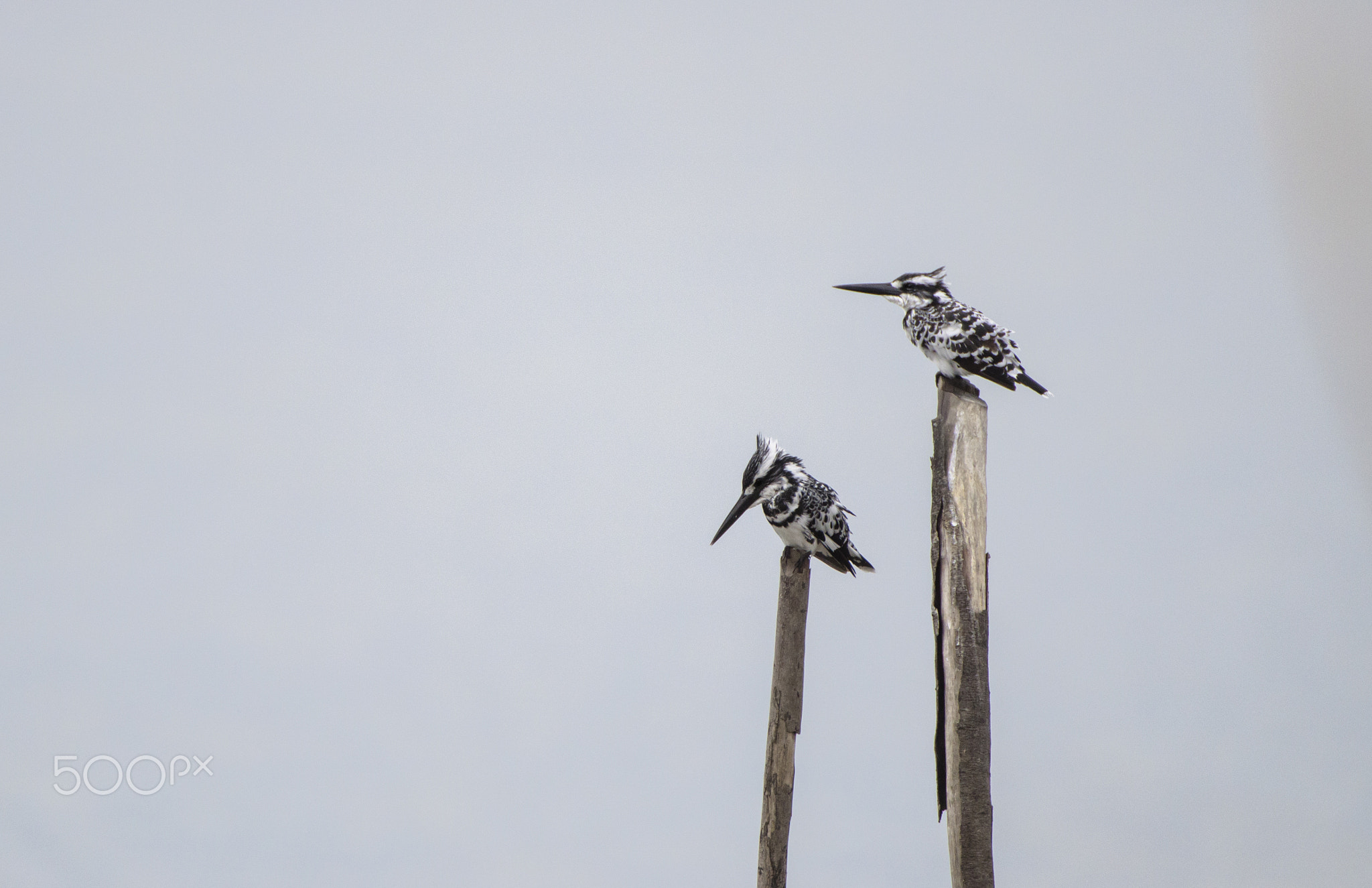 Pied Kingfishers..