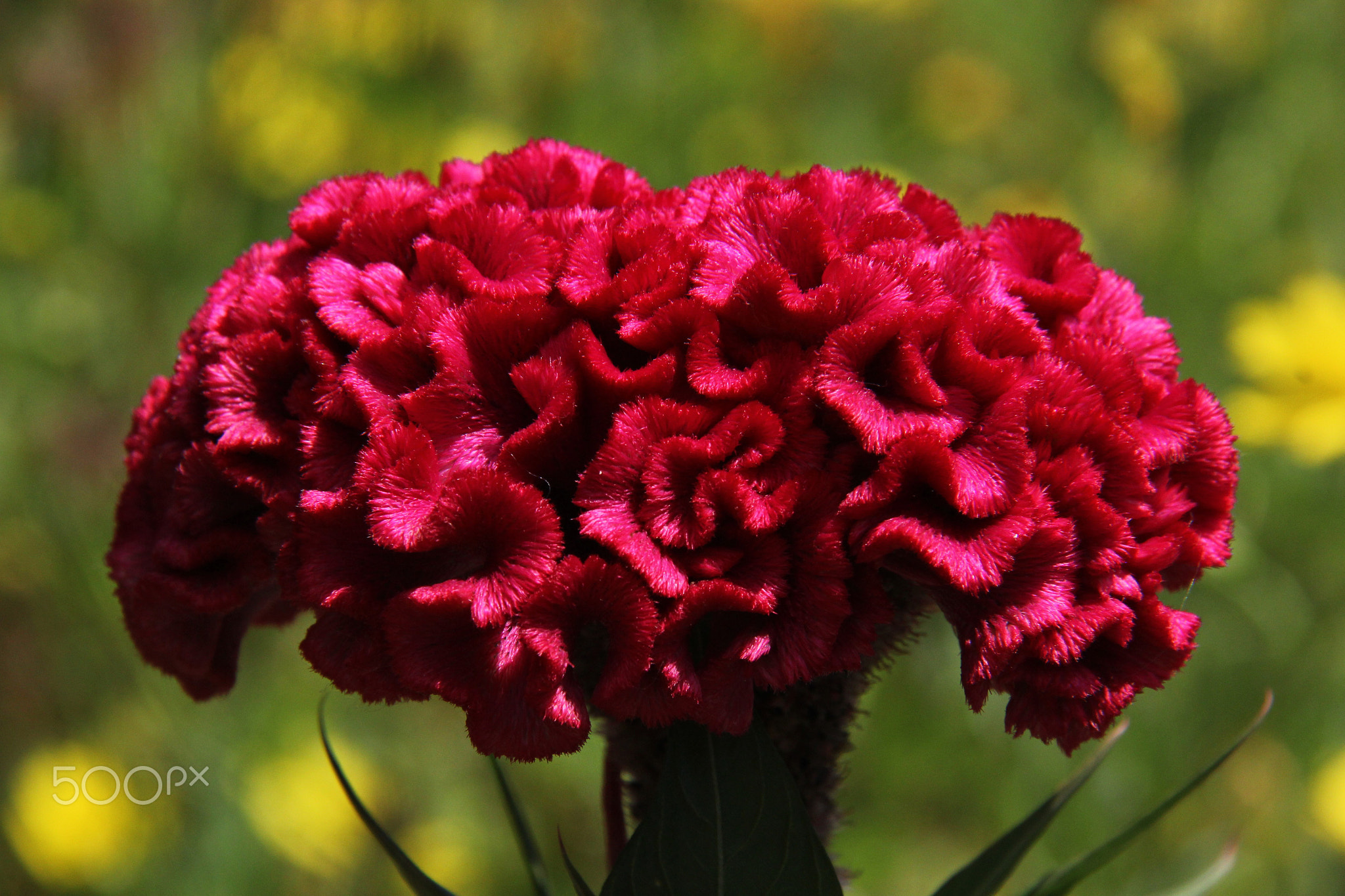 Close-up of red cockscomb flower