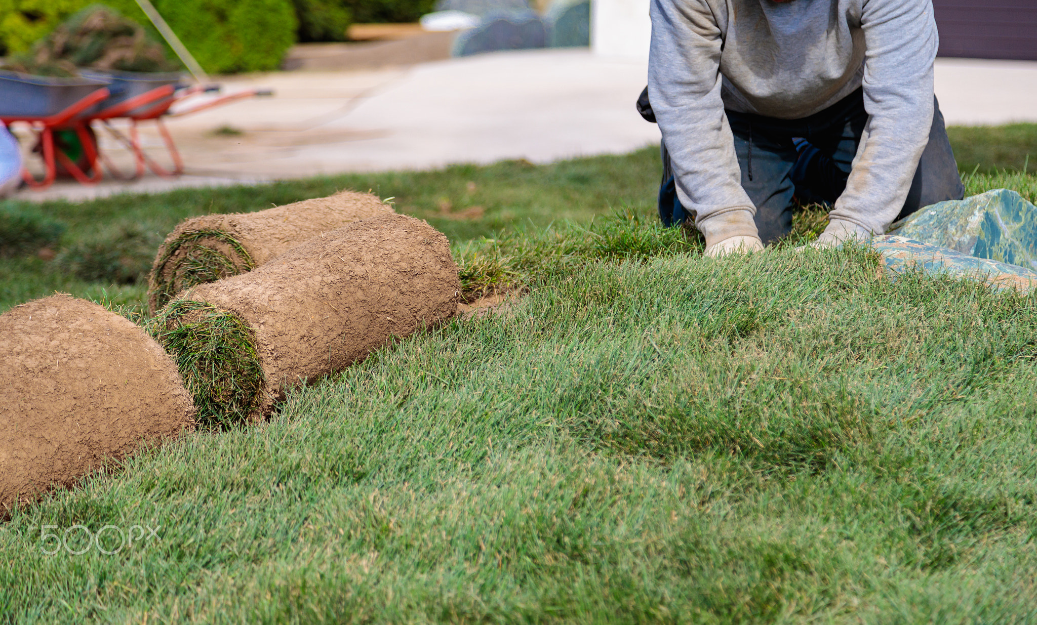 Man laying rolls of grass lawn. Landscaping concept.