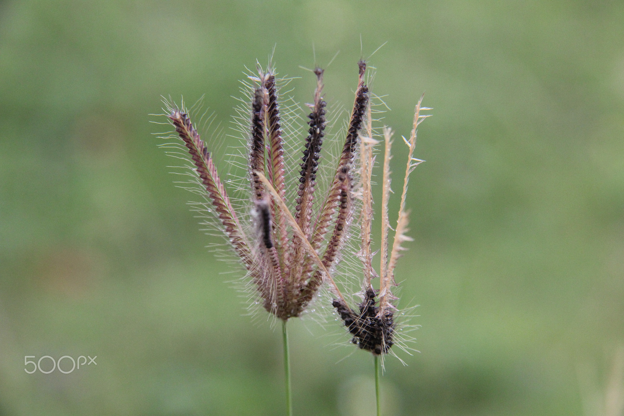 Close-up of wild grass