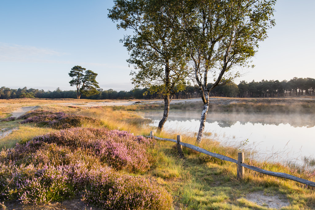 Scenic view of flowering heather plants in front two trees next to a lake during sunrise by Peter van Haastrecht on 500px.com