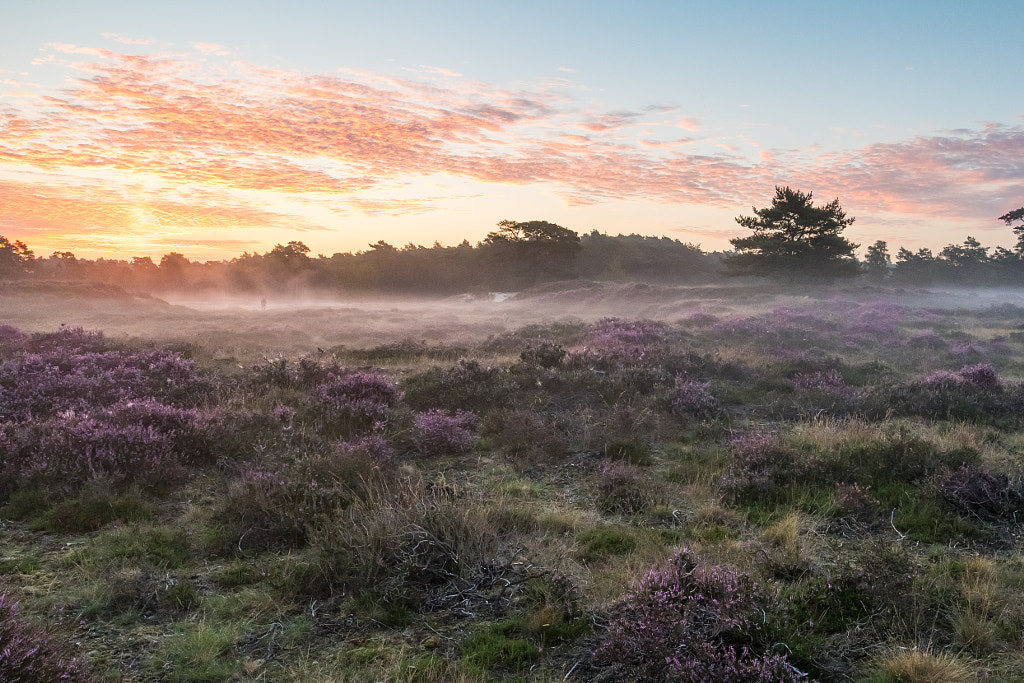 Scenic view of flowering plants on field against sky during sunrise by Peter van Haastrecht on 500px.com