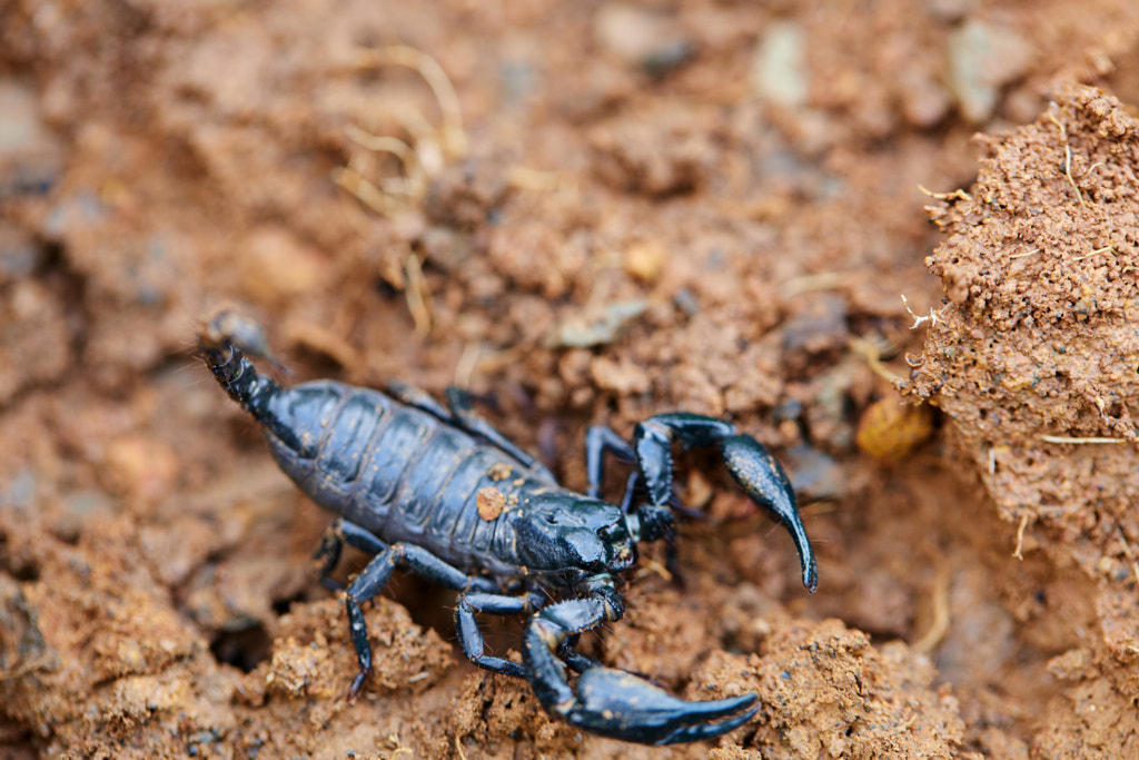 Close-up of Emperor Scorpion by Anucha Muphasa on 500px.com