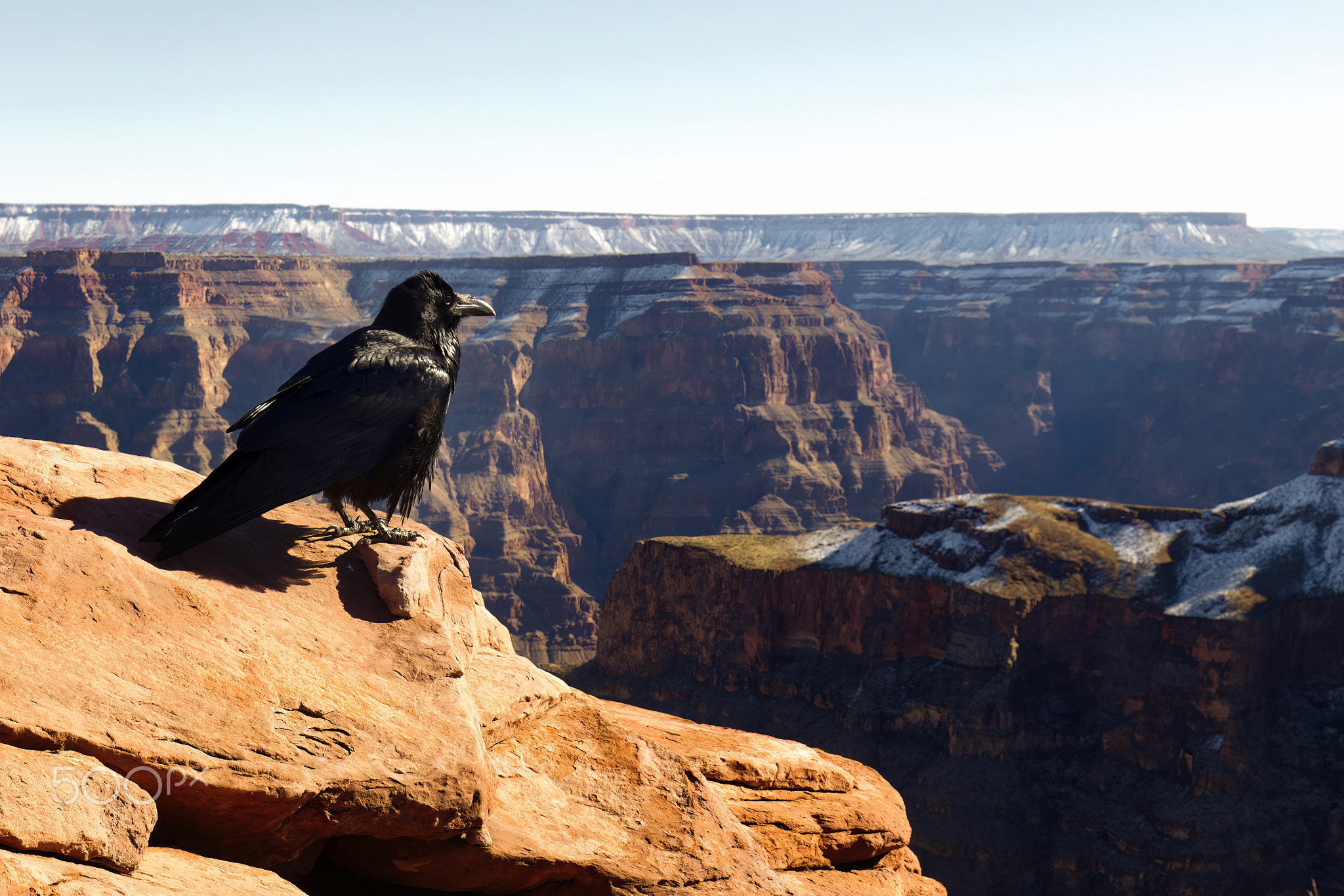 Solitary Crow on Rock Overlooking Grand Canyon: A Moment of Contemplation