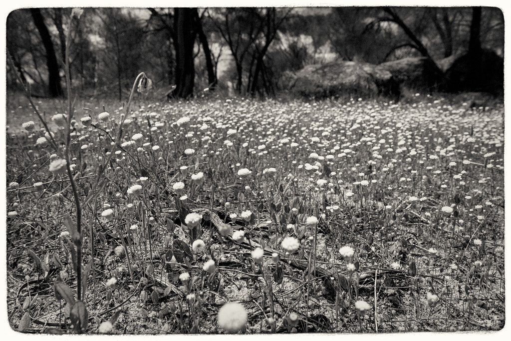 Gathercole Reserve Walk Trail by Paul Amyes on 500px.com