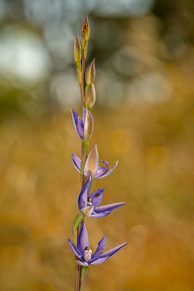 Scented Sun Orchid by Paul Amyes on 500px.com
