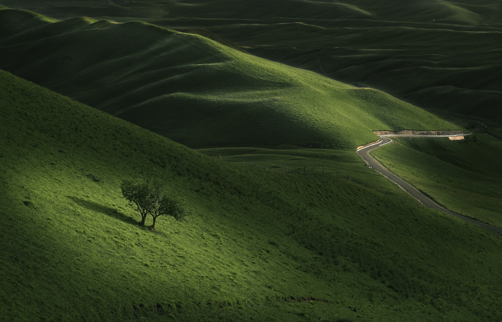 Tree in steppe by Duan Li on 500px.com