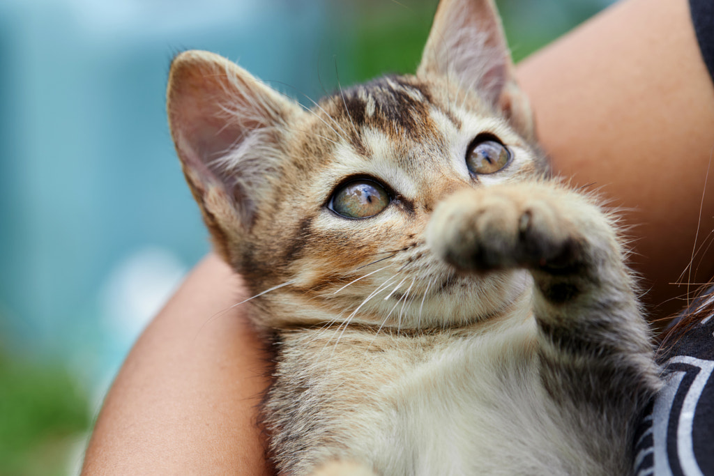 Cropped hand holding kitten  by Anucha Muphasa on 500px.com