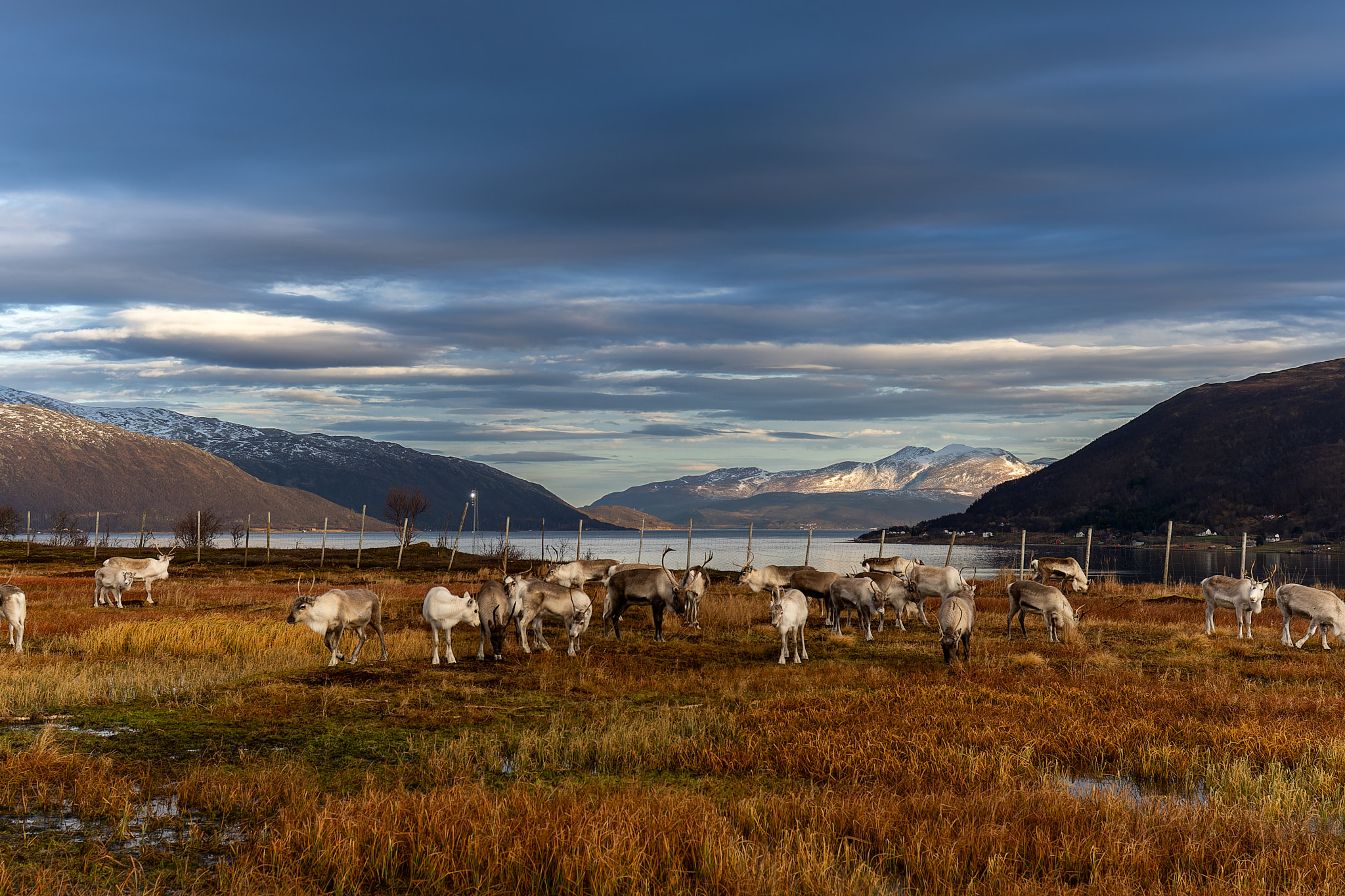 Tromsø: Visit of a Sami family with their reindeers near to Tromsø