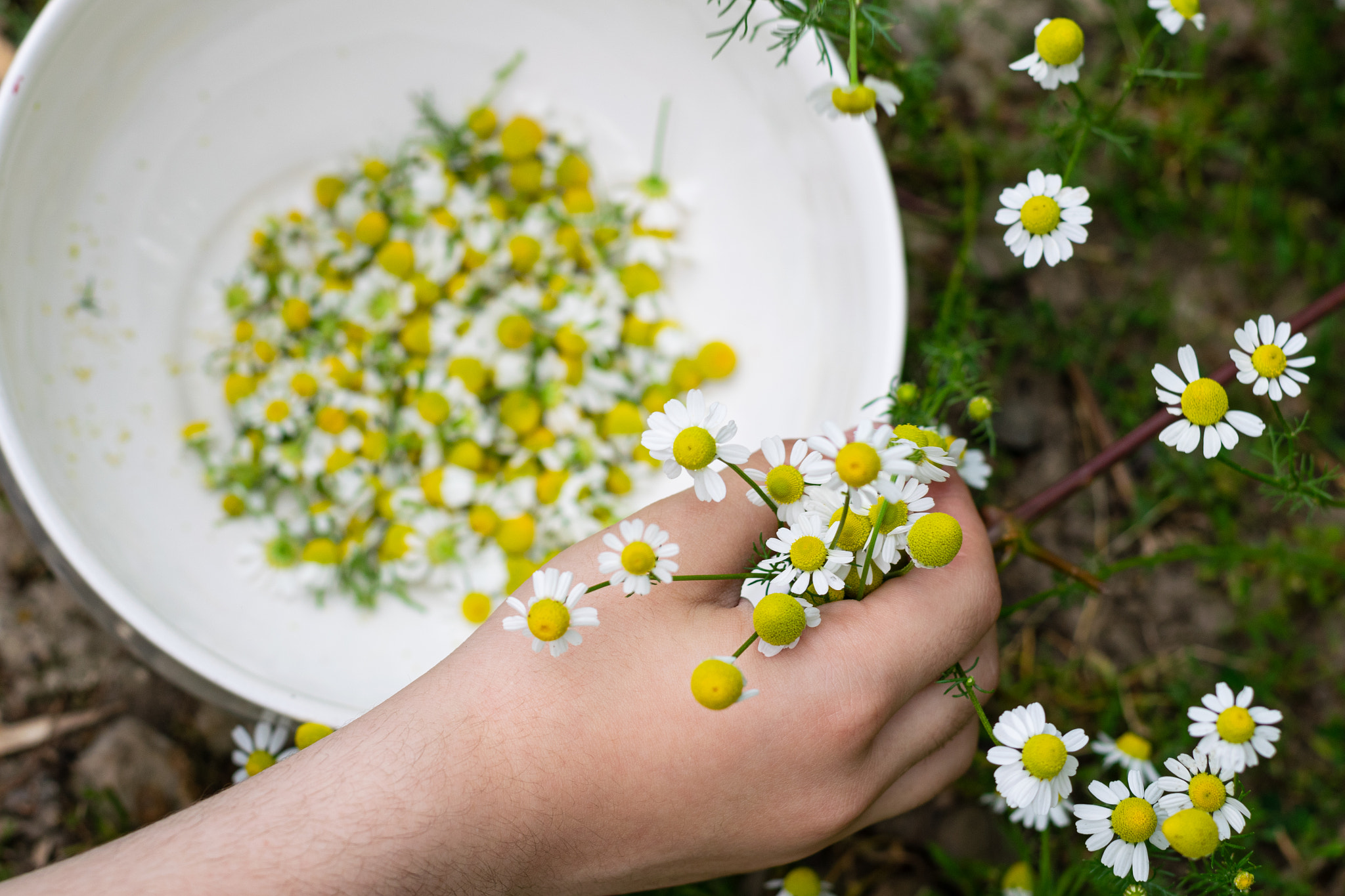 Picking chamomile flower from nature in a white bowl